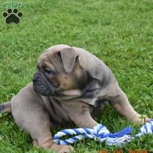 Daisy, Olde English Bulldogge Puppy
